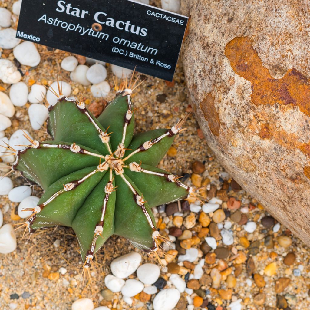 Tähtipiispanhattu - Astrophytum ornatum
