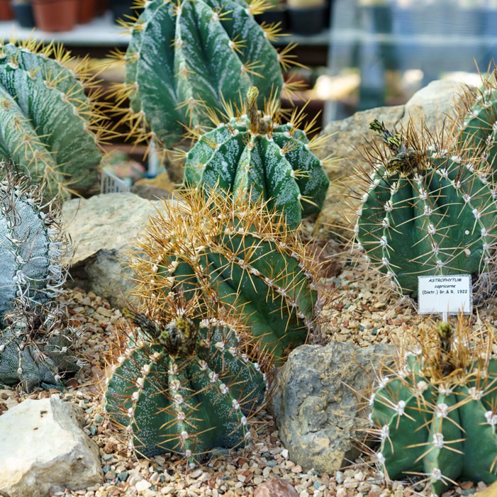 Tähtipiispanhattu - Astrophytum ornatum
