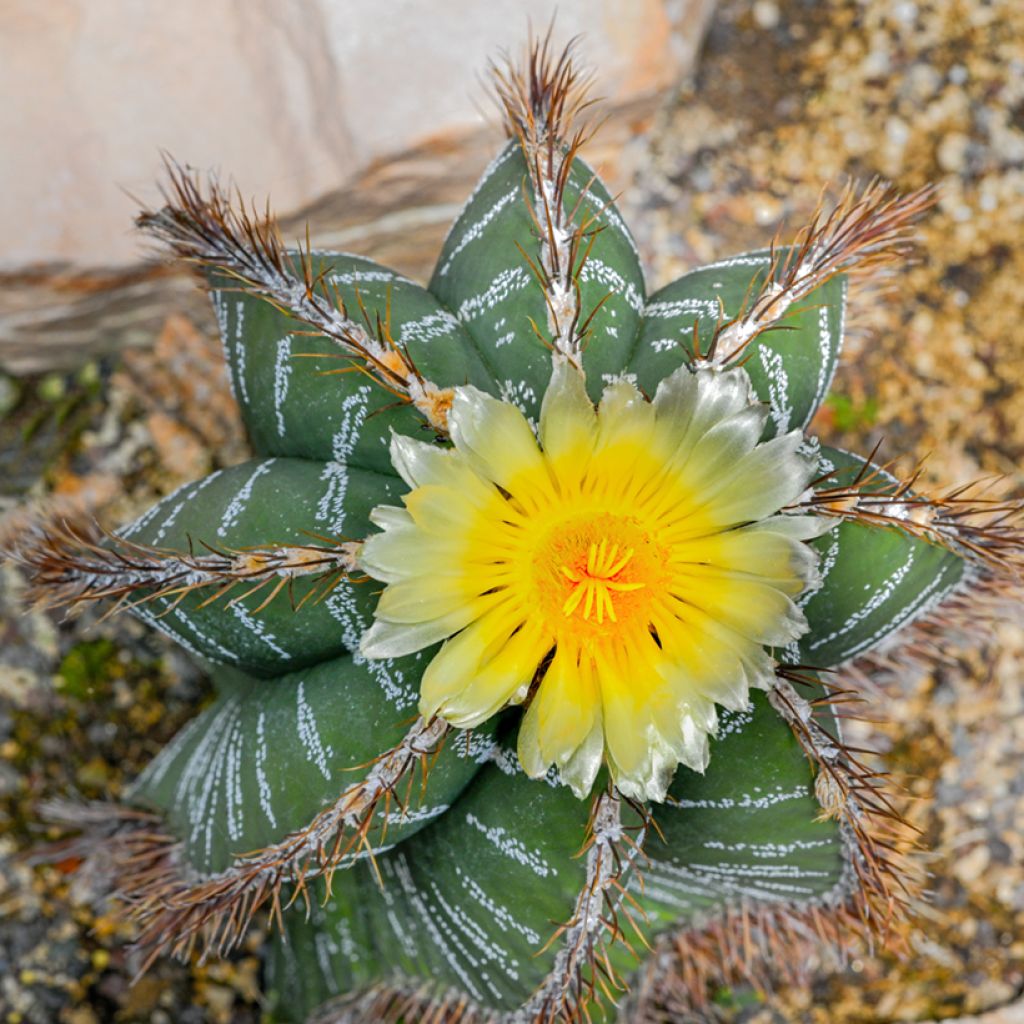 Tähtipiispanhattu - Astrophytum ornatum