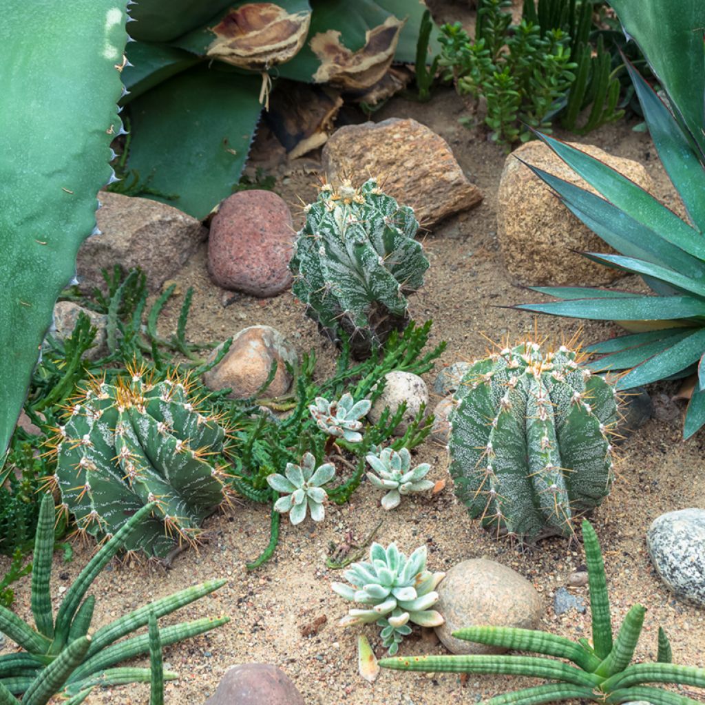Tähtipiispanhattu - Astrophytum ornatum
