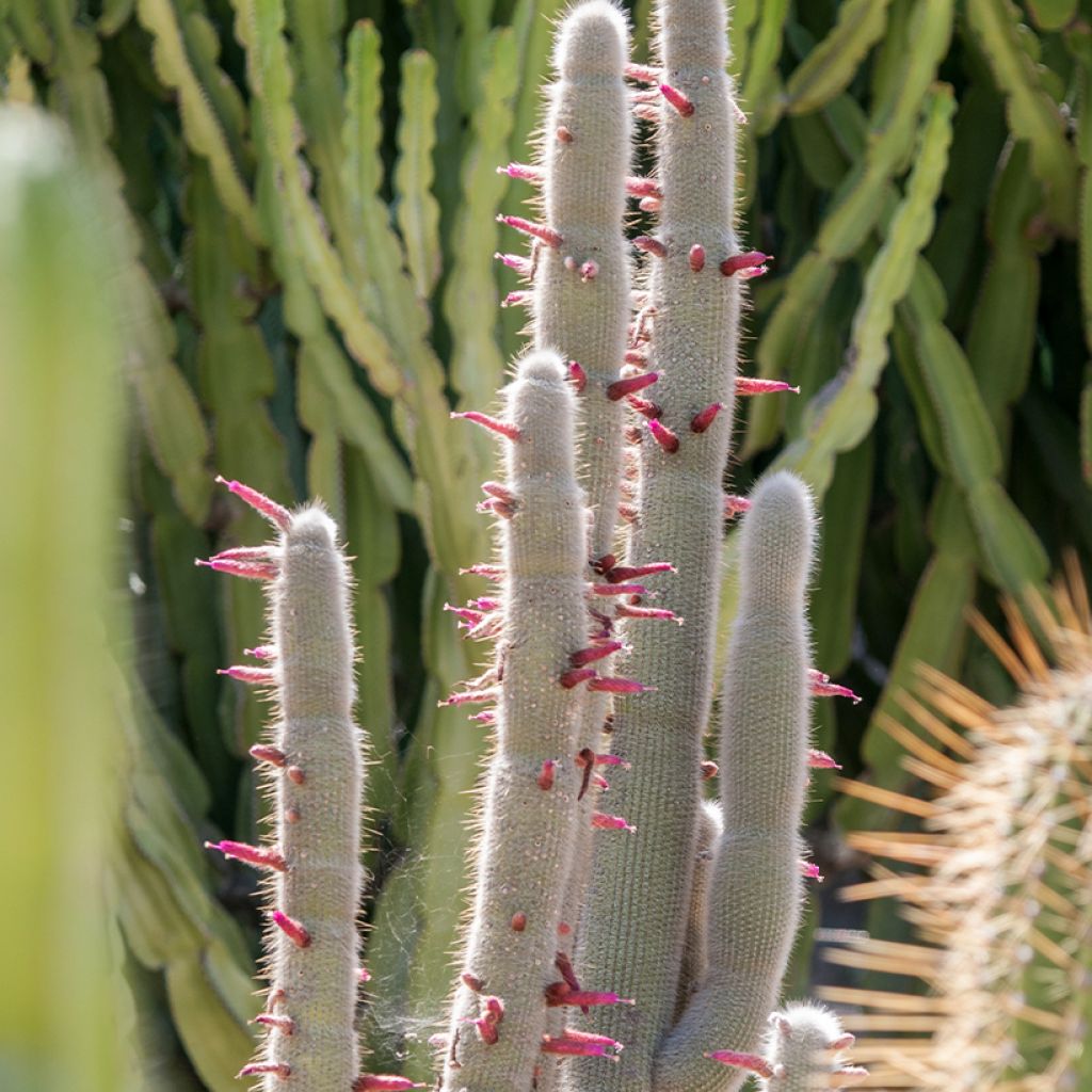 Hopeapylväskaktus - Cleistocactus strausii