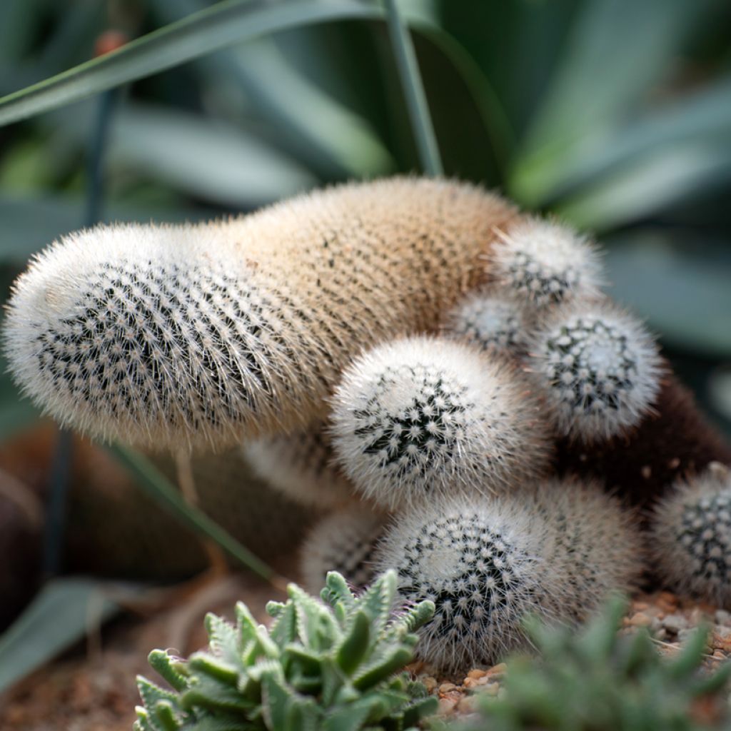 Hopeapylväskaktus - Cleistocactus strausii