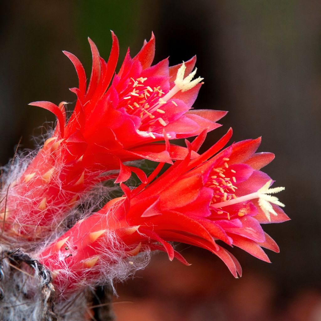 Hopeapylväskaktus - Cleistocactus strausii