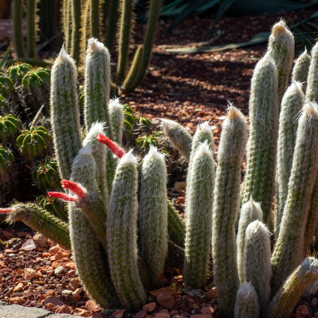 Hopeapylväskaktus - Cleistocactus strausii