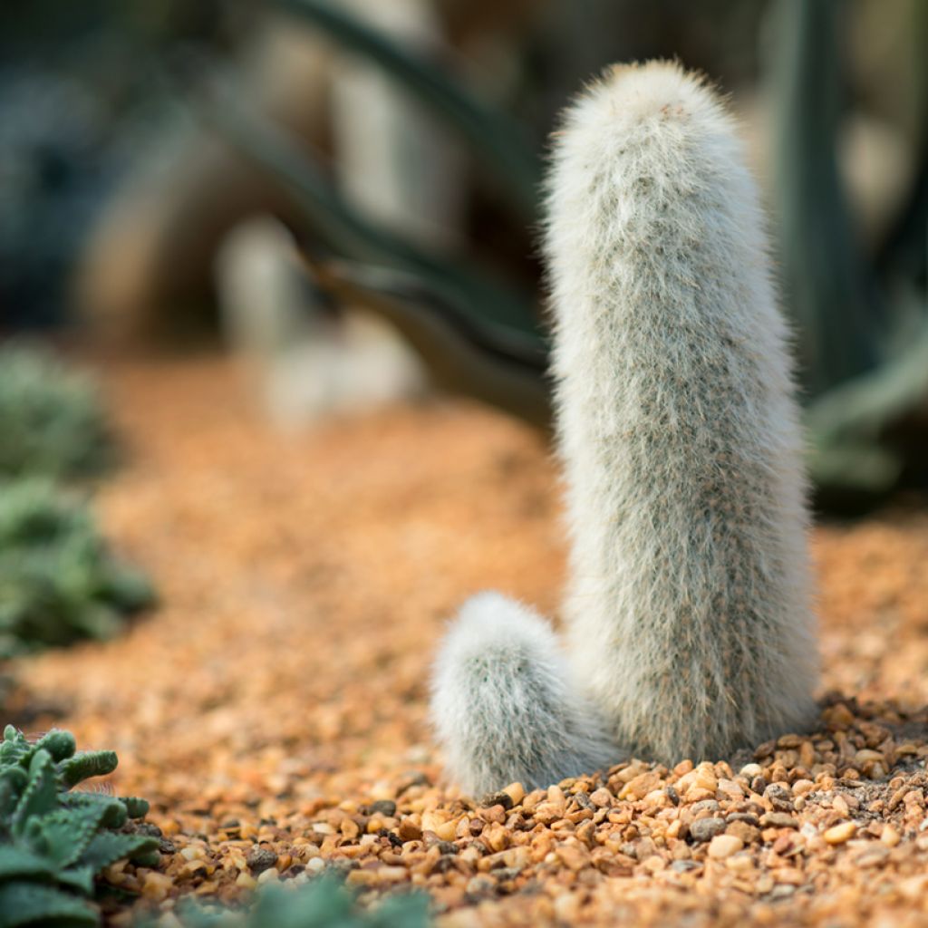 Hopeapylväskaktus - Cleistocactus strausii