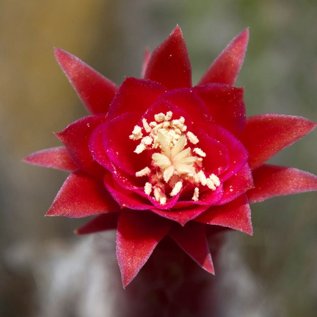 Hopeapylväskaktus - Cleistocactus strausii