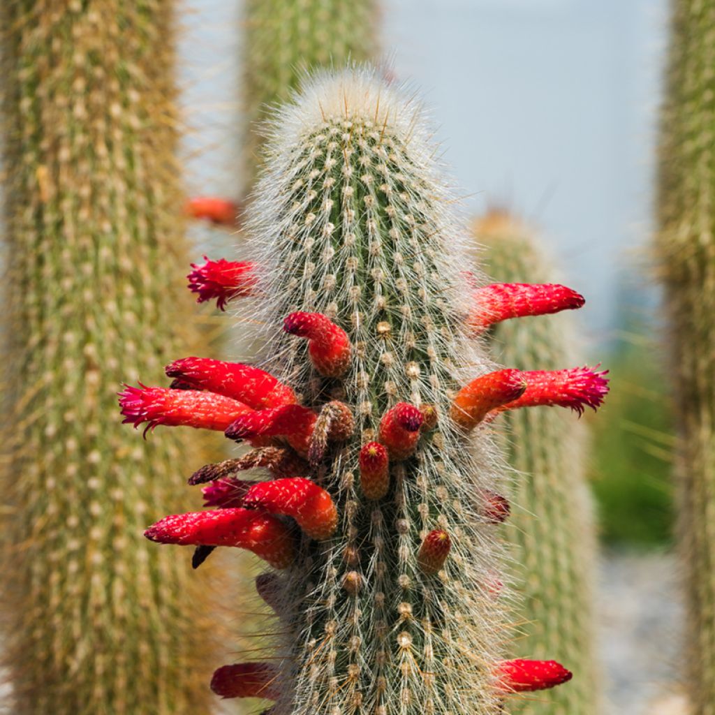 Hopeapylväskaktus - Cleistocactus strausii