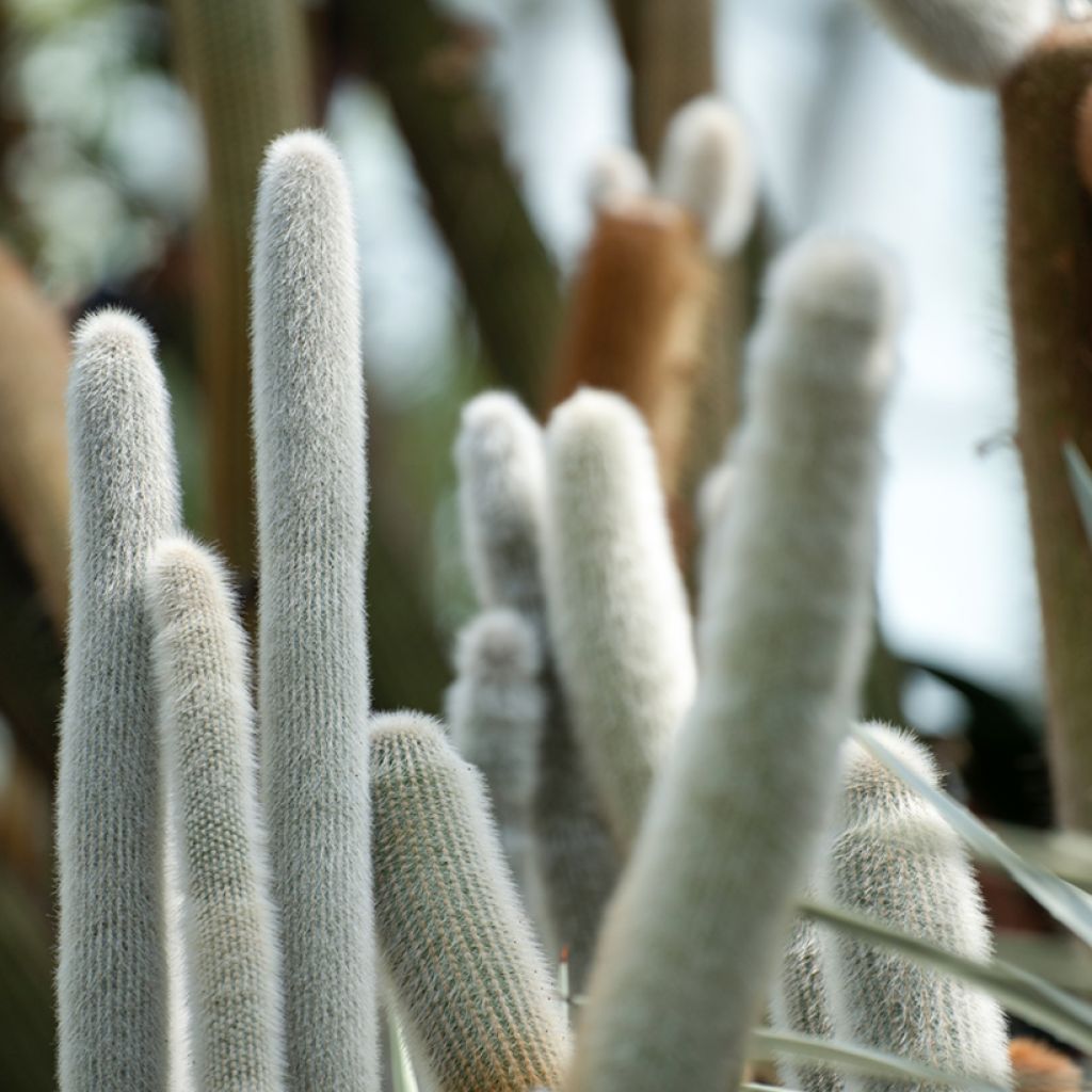 Hopeapylväskaktus - Cleistocactus strausii