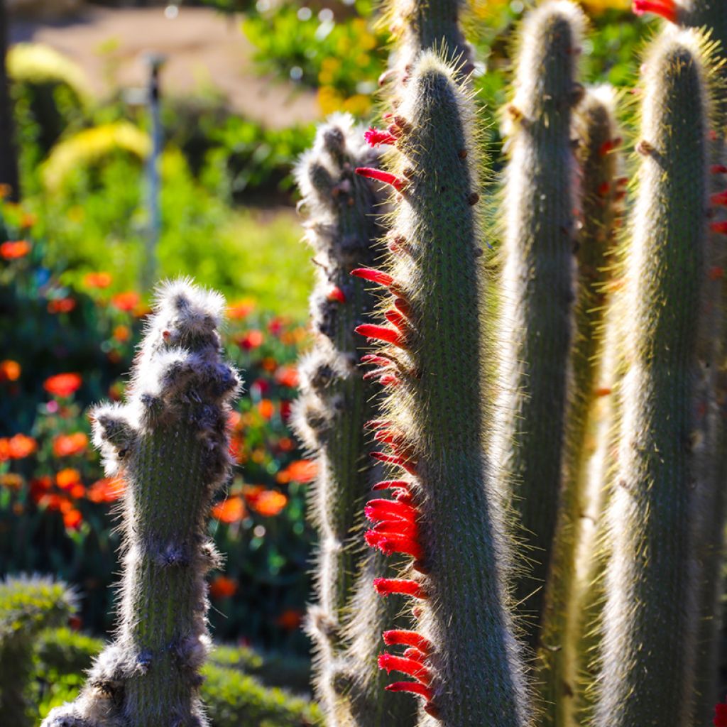 Hopeapylväskaktus - Cleistocactus strausii