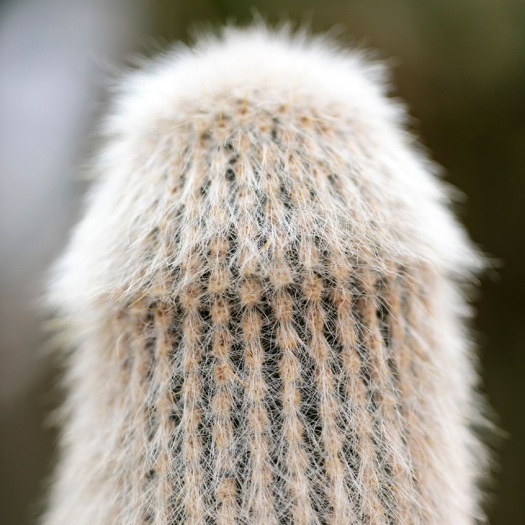 Hopeapylväskaktus - Cleistocactus strausii