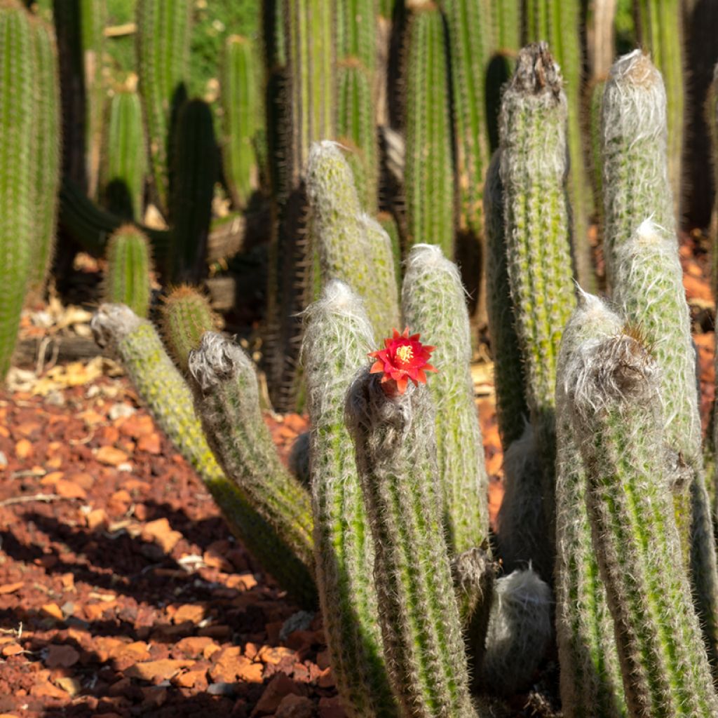 Hopeapylväskaktus - Cleistocactus strausii