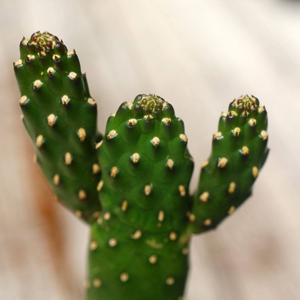 Consolea rubescens