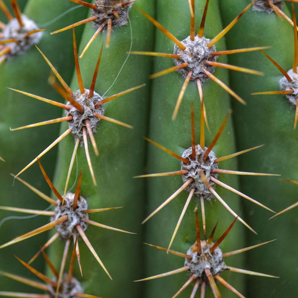 Pallokaktus - Echinopsis atacamensis subsp. pasacana
