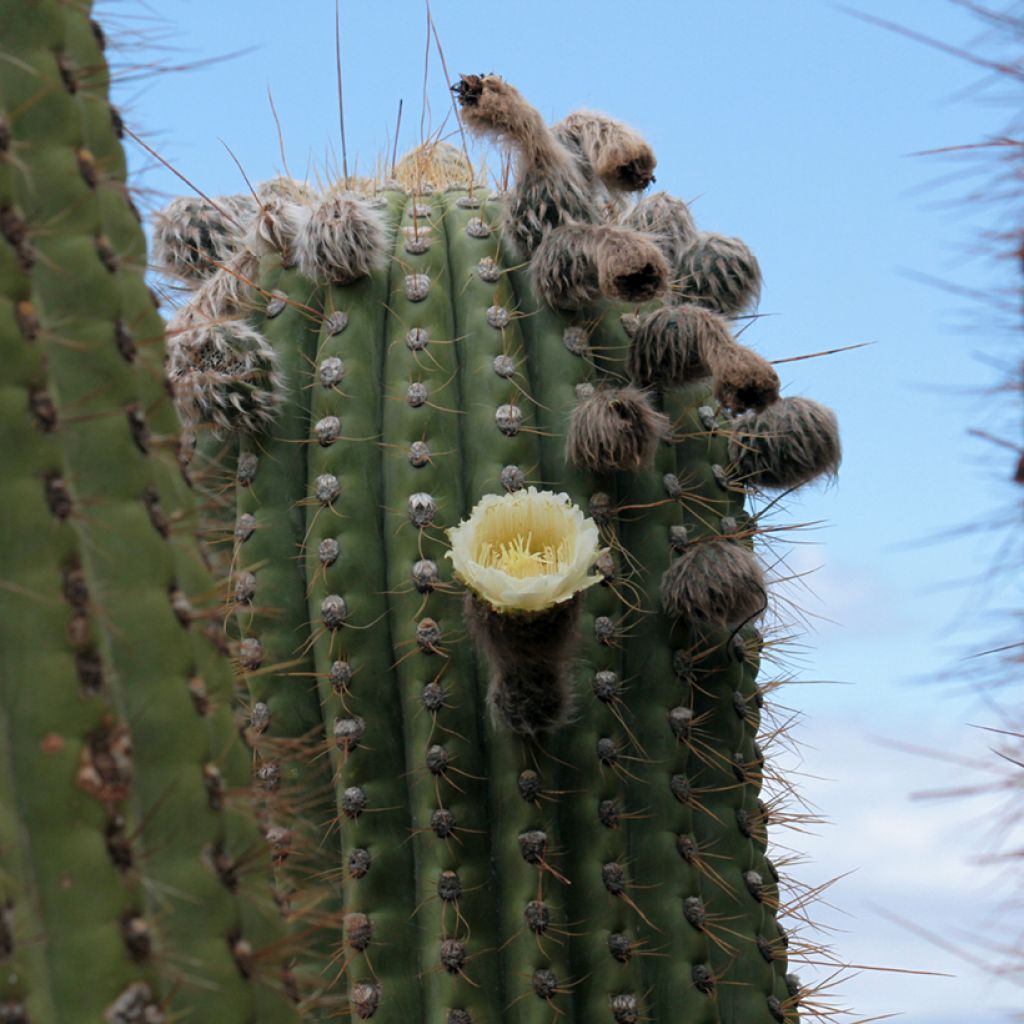 Pallokaktus - Echinopsis atacamensis subsp. pasacana