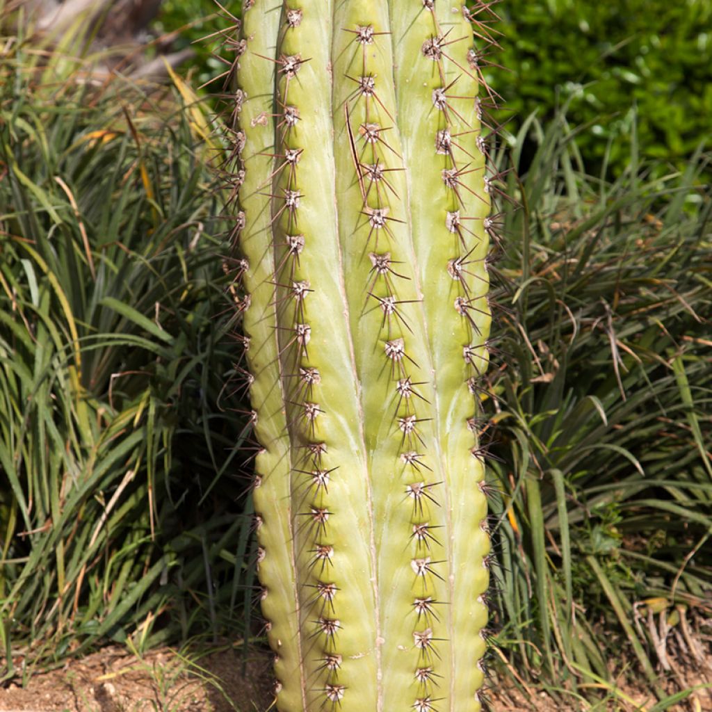 Pallokaktus - Echinopsis atacamensis subsp. pasacana