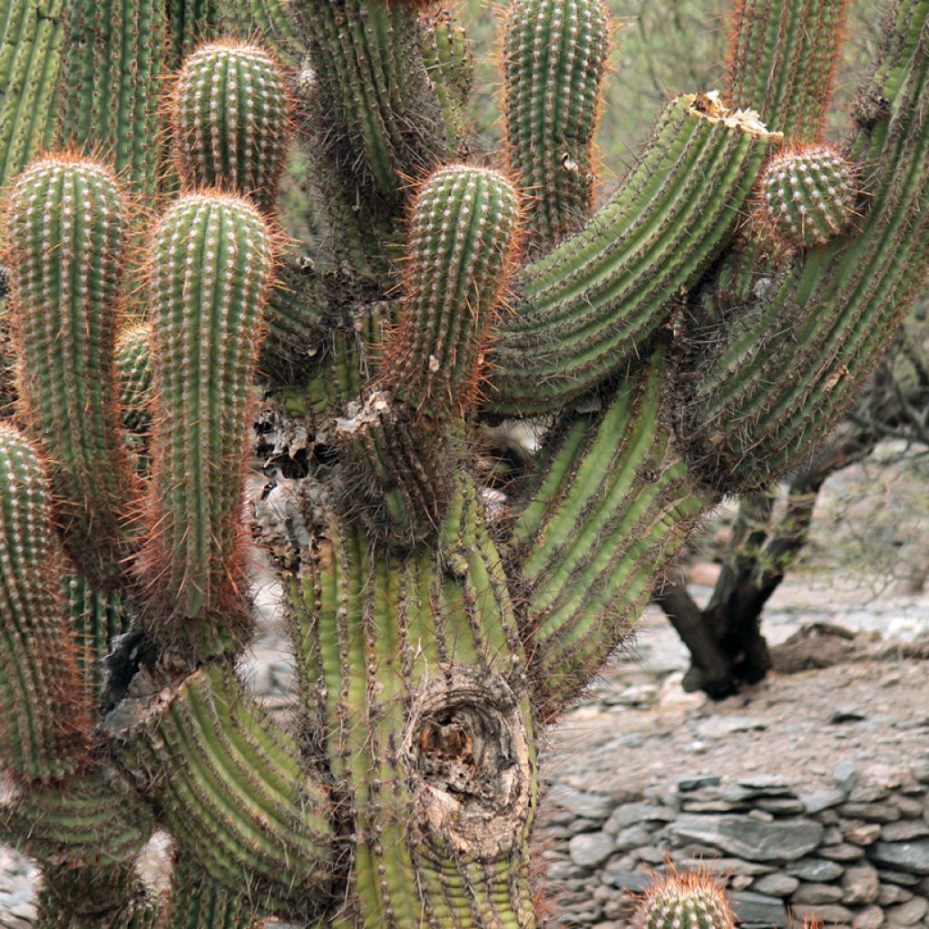 Pallokaktus - Echinopsis atacamensis subsp. pasacana