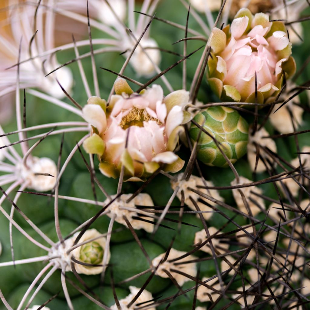 Gymnocalycium saglionis