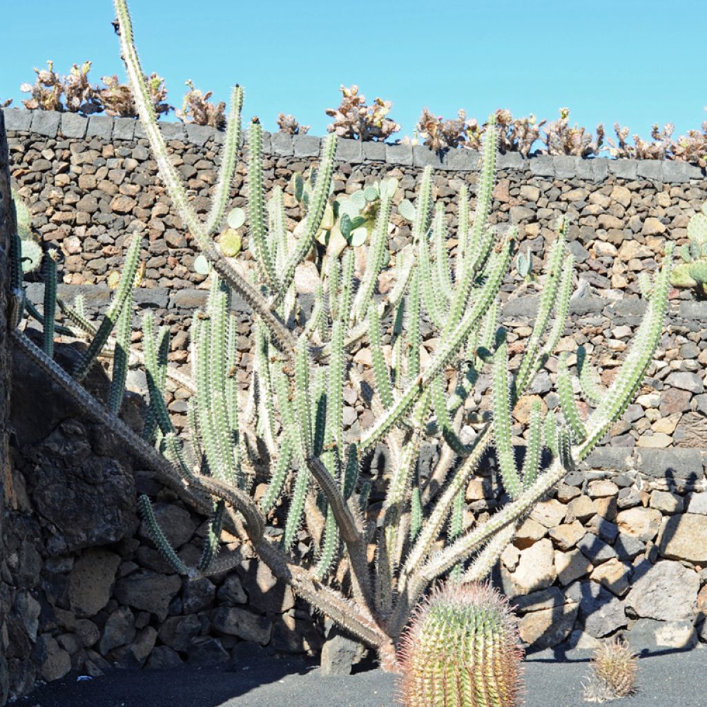 Harrisia tetracantha