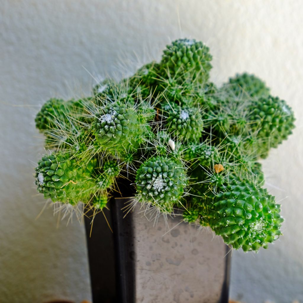 Syyläkaktus Un Pico