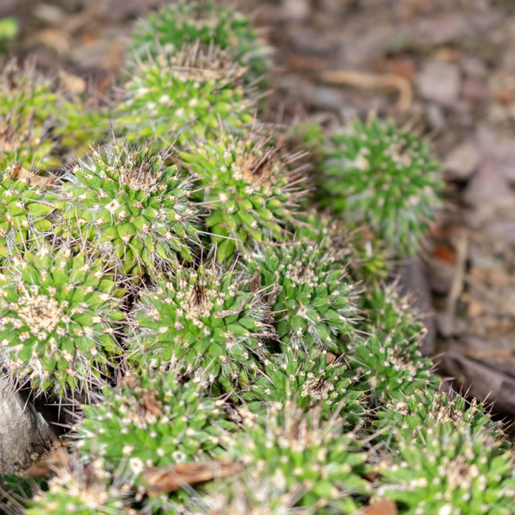 Syyläkaktus - Mammillaria compressa