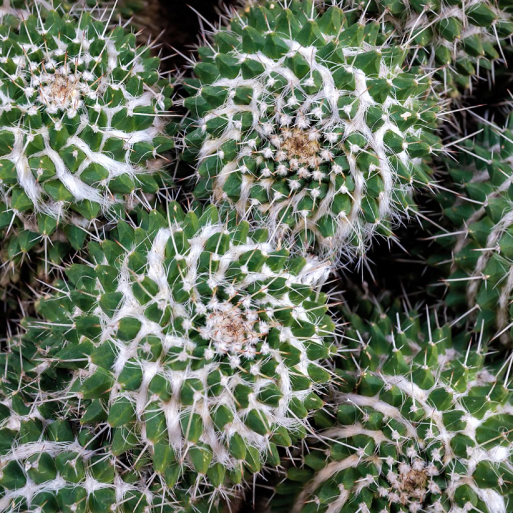 Syyläkaktus - Mammillaria compressa