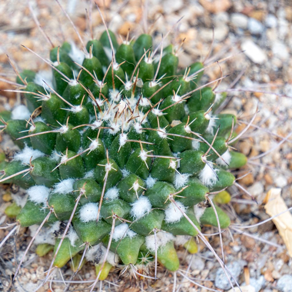 Syyläkaktus - Mammillaria compressa