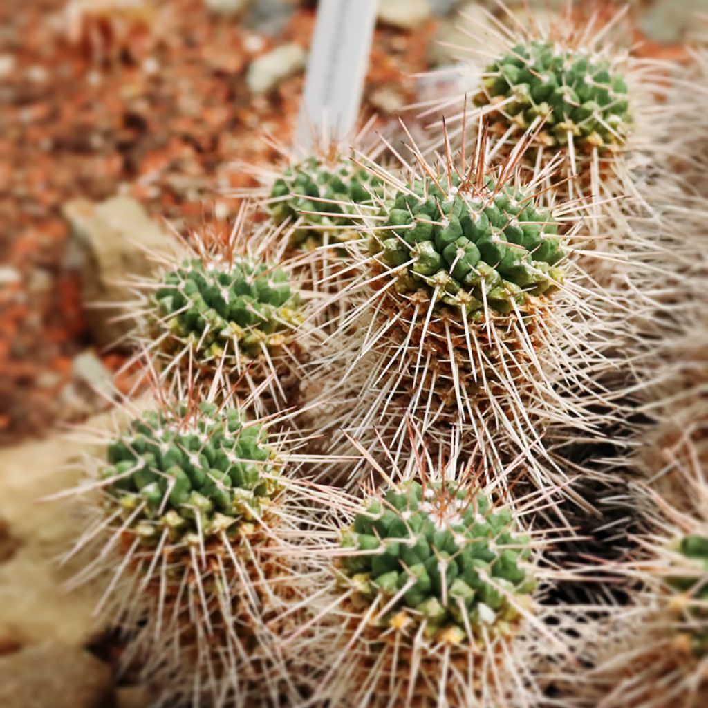 Syyläkaktus - Mammillaria compressa