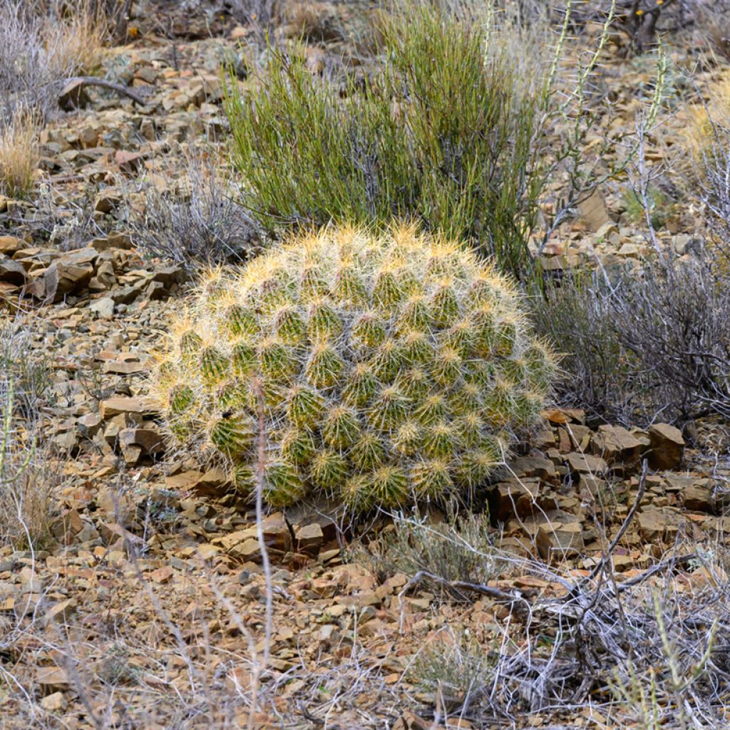 Syyläkaktus - Mammillaria compressa