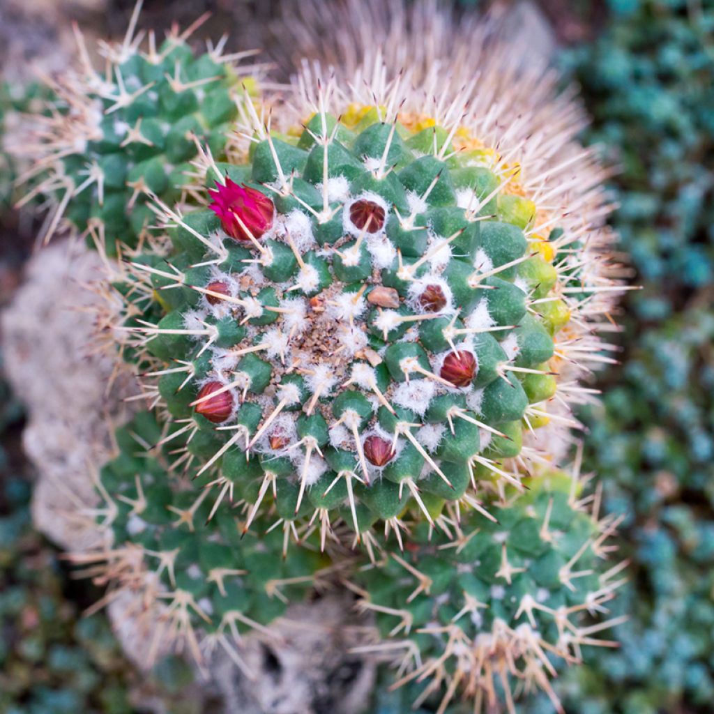 Syyläkaktus - Mammillaria compressa