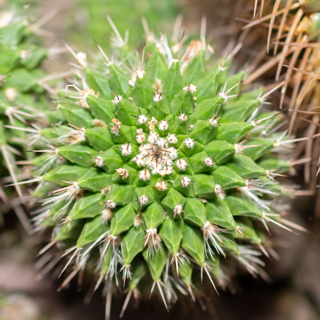 Syyläkaktus - Mammillaria compressa