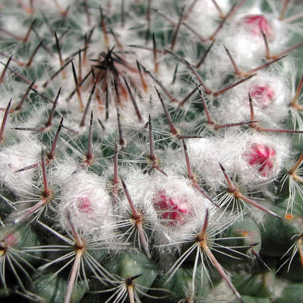 Syyläkaktus - Mammillaria compressa