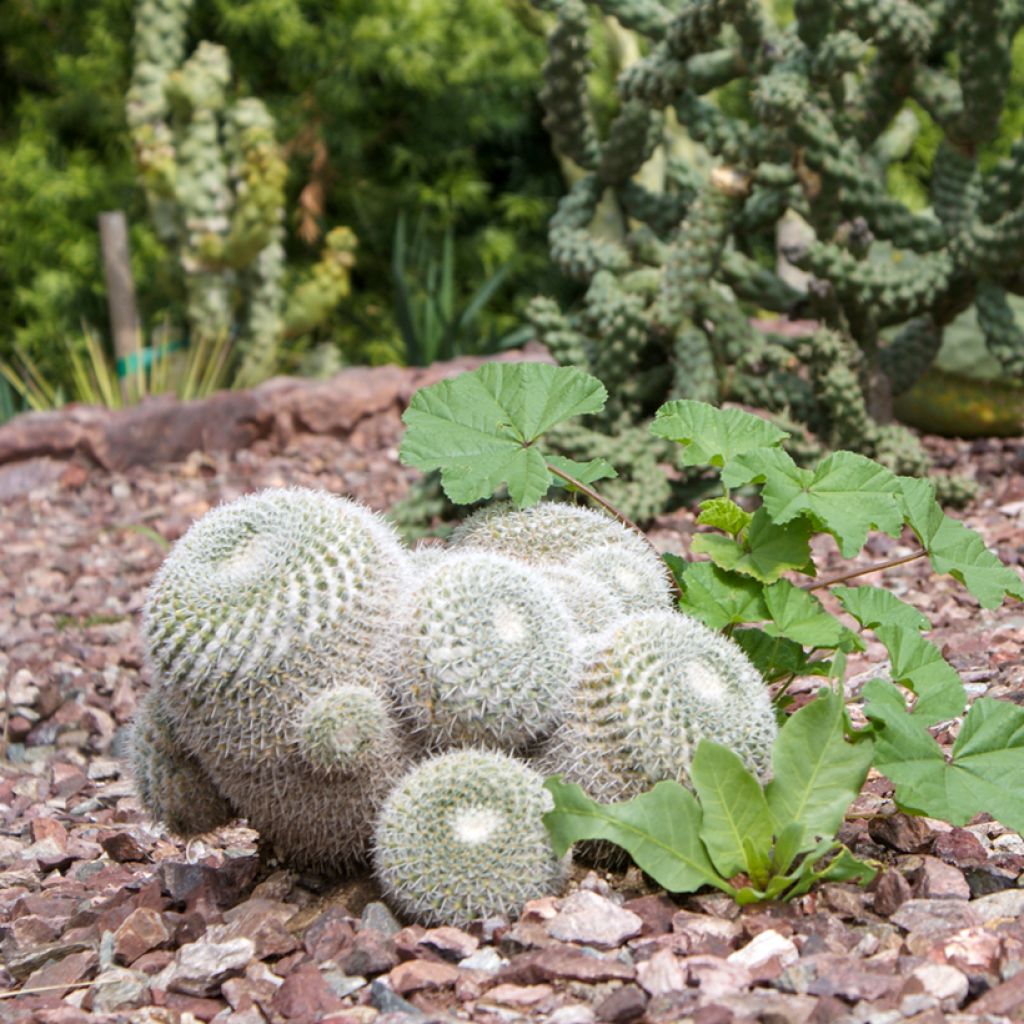 Syyläkaktus - Mammillaria hahniana
