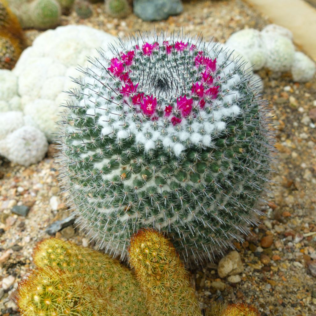 Syyläkaktus - Mammillaria hahniana
