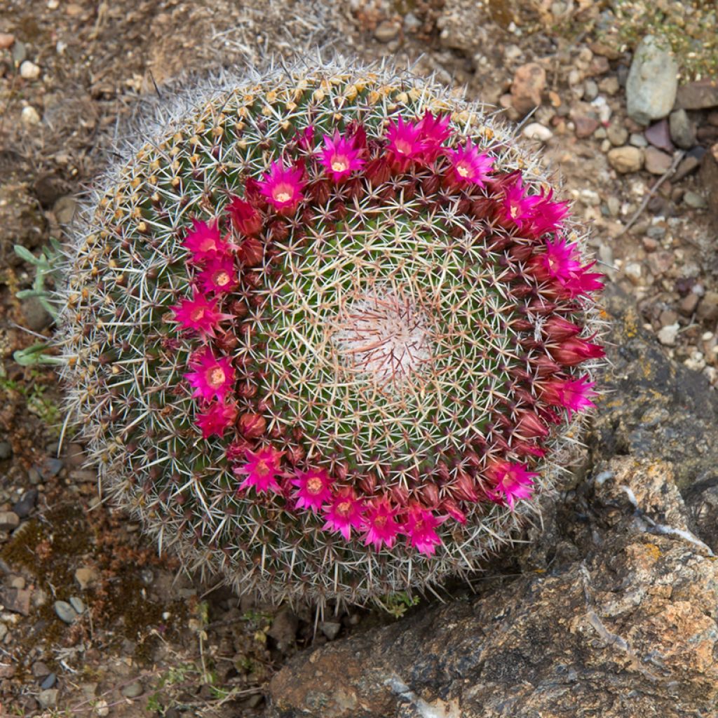 Syyläkaktus - Mammillaria hahniana