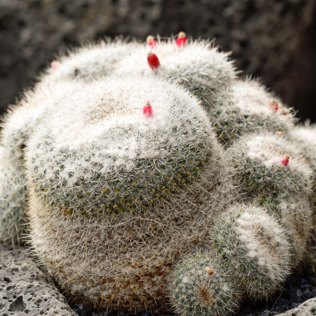 Syyläkaktus - Mammillaria hahniana