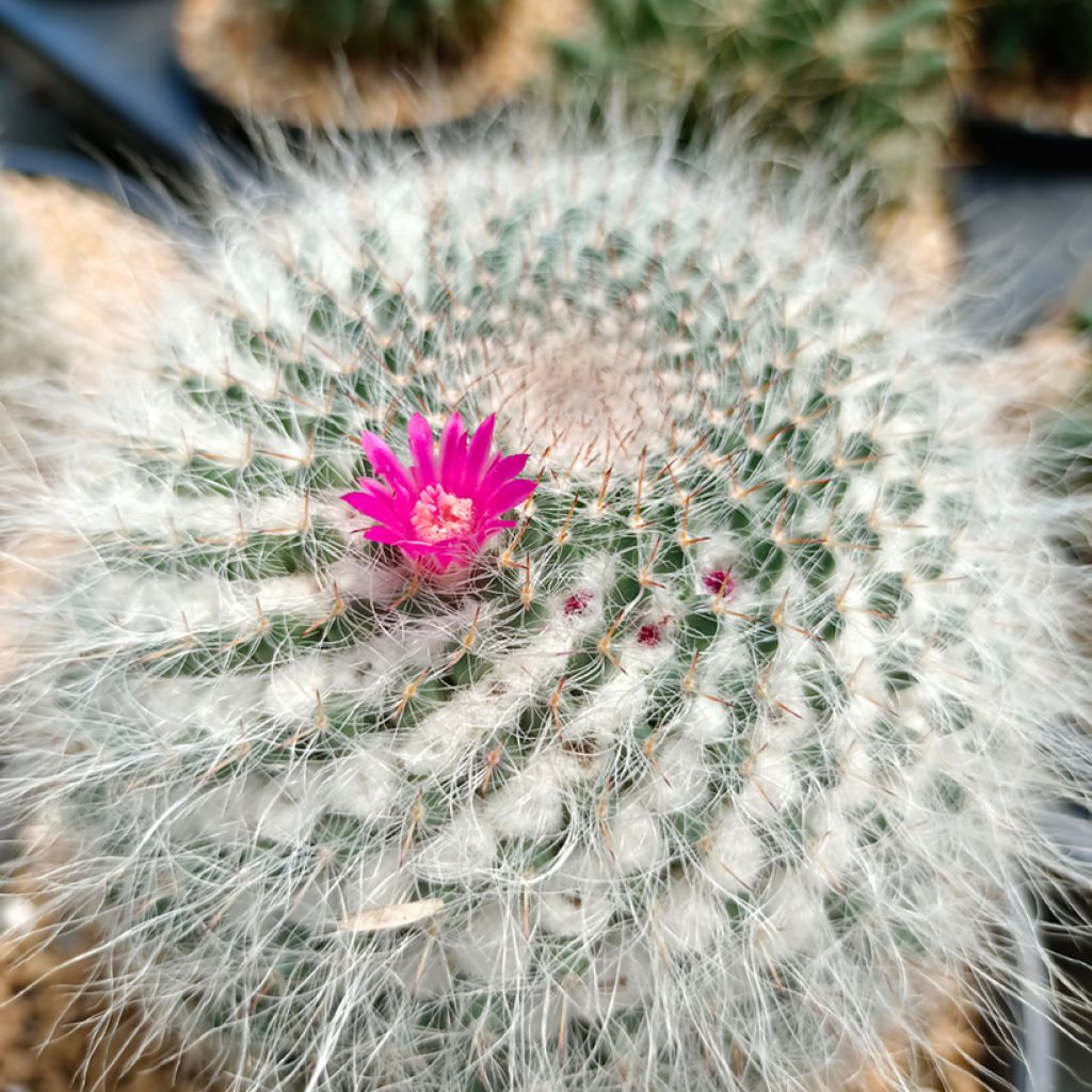 Syyläkaktus - Mammillaria hahniana