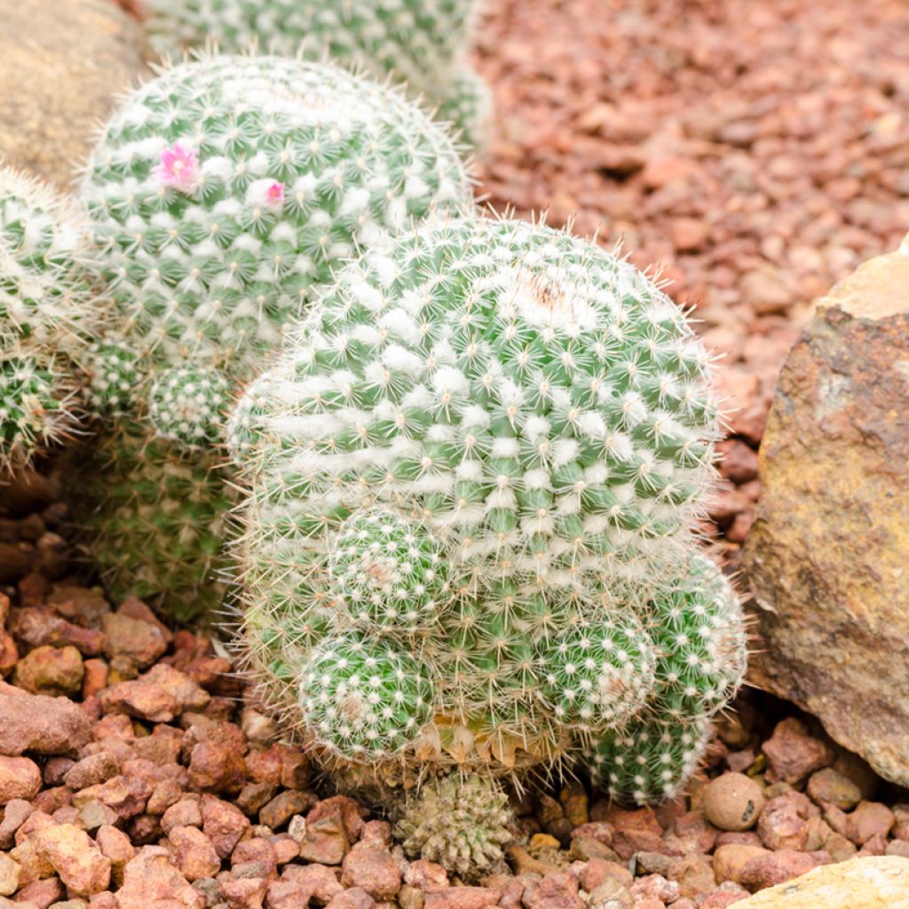 Syyläkaktus - Mammillaria hahniana