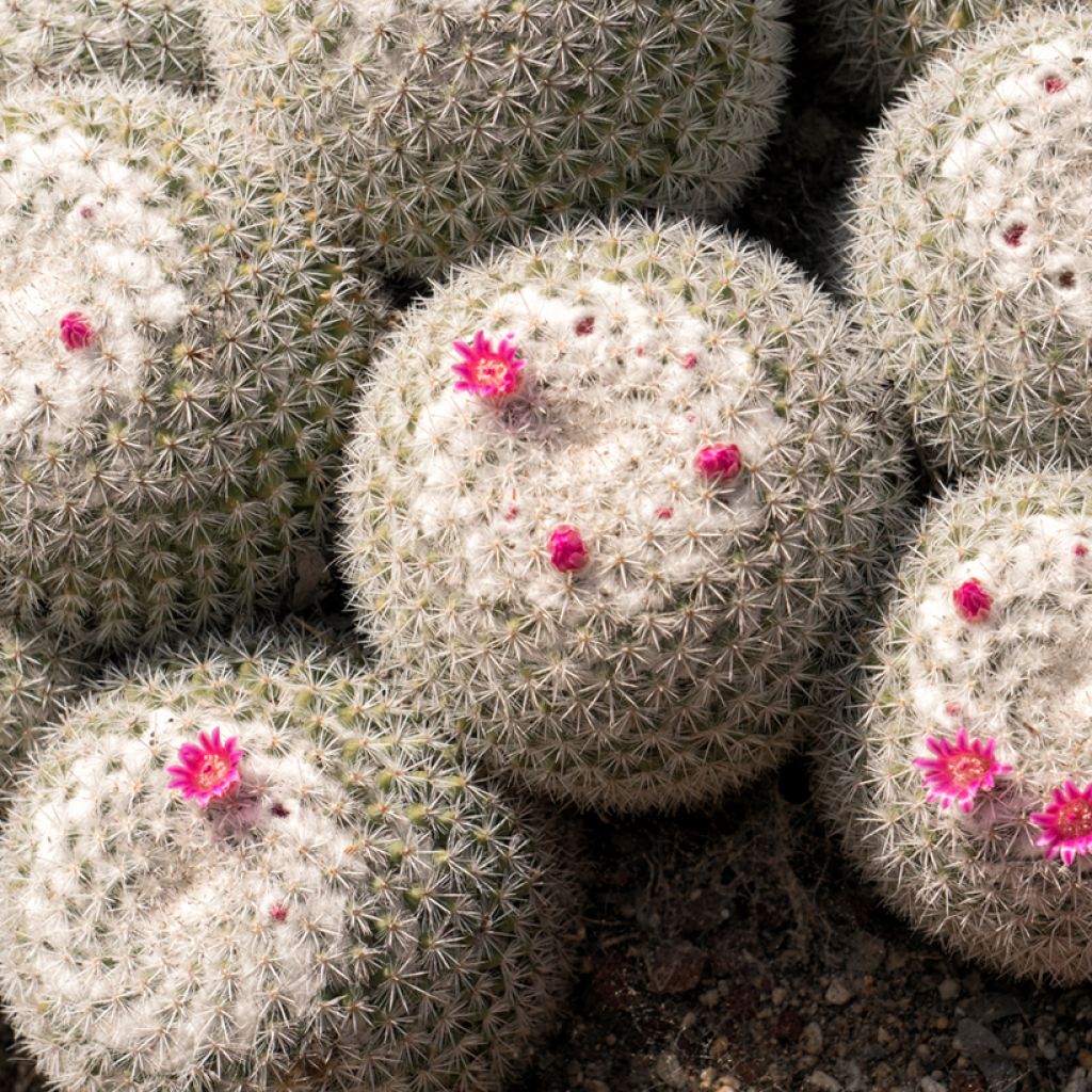 Syyläkaktus - Mammillaria hahniana