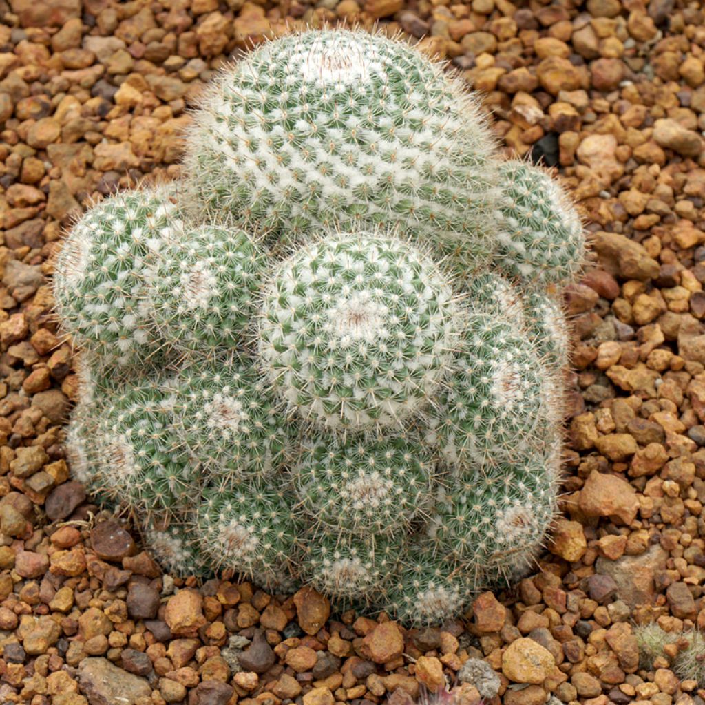 Syyläkaktus - Mammillaria hahniana