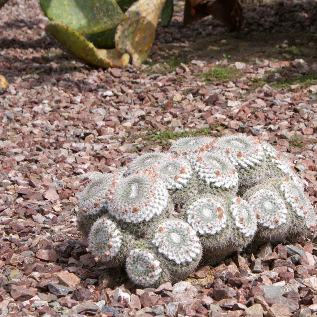 Syyläkaktus - Mammillaria hahniana