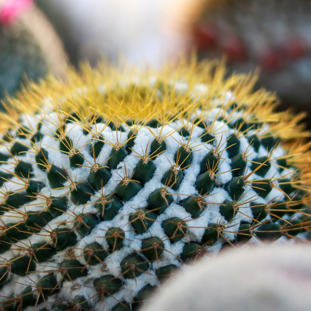 Syyläkaktus - Mammillaria marksiana