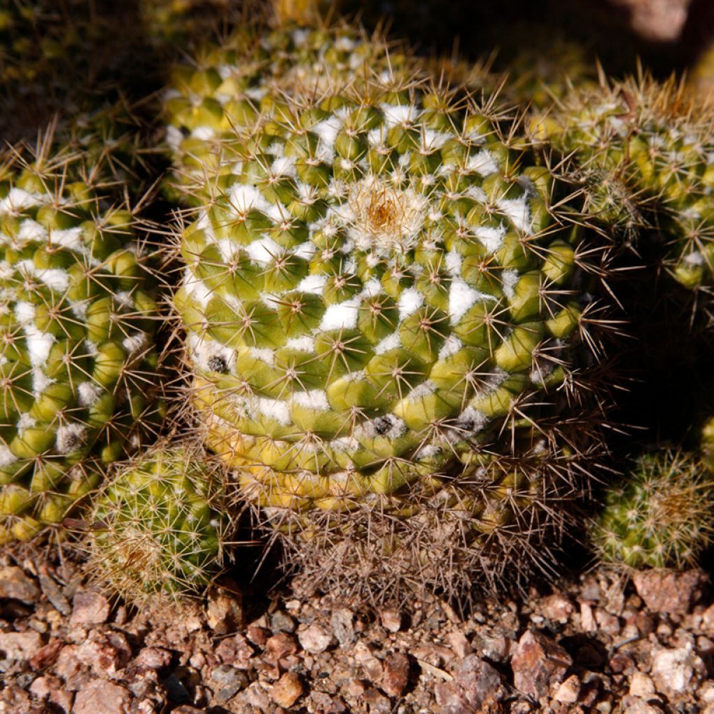 Syyläkaktus - Mammillaria marksiana