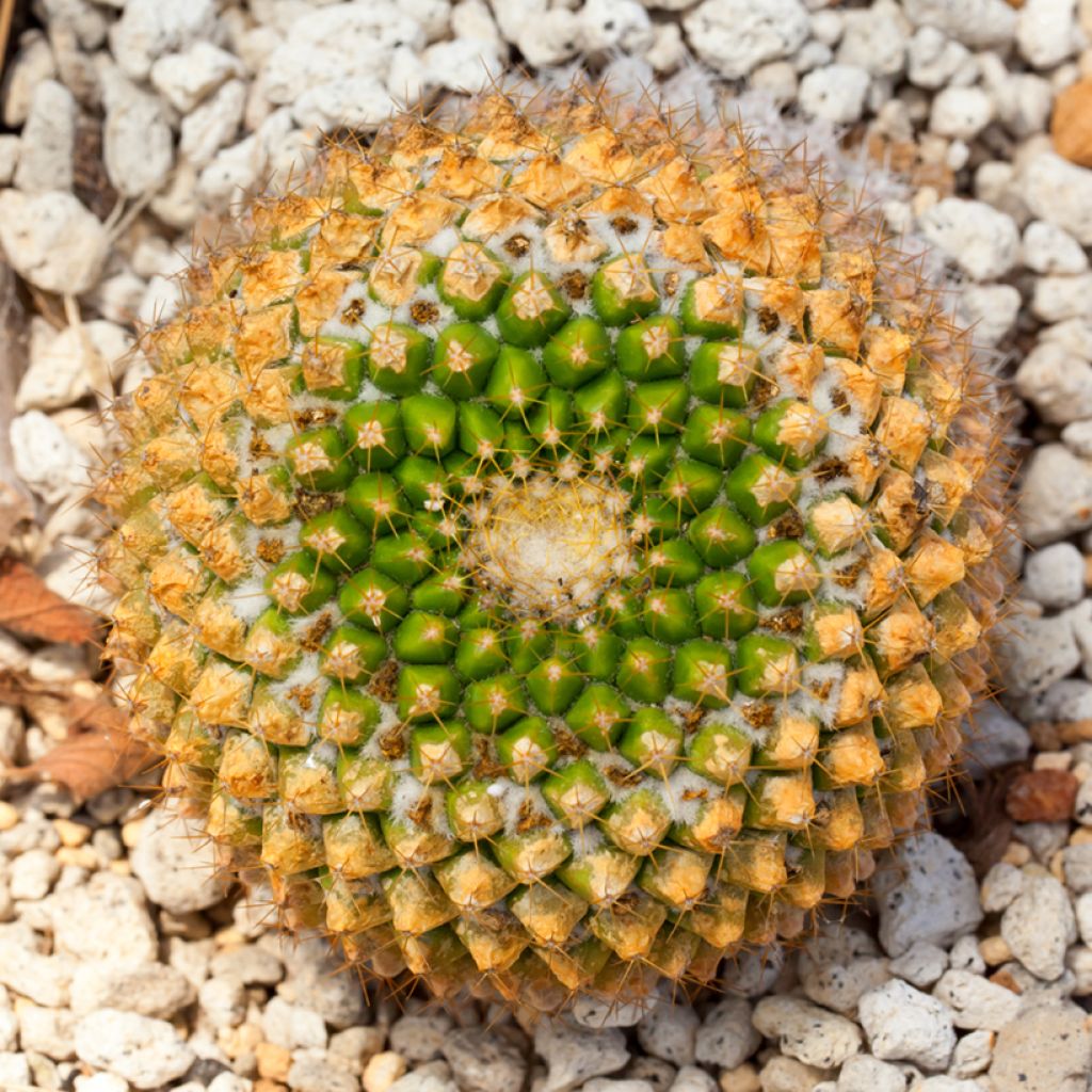 Syyläkaktus - Mammillaria marksiana