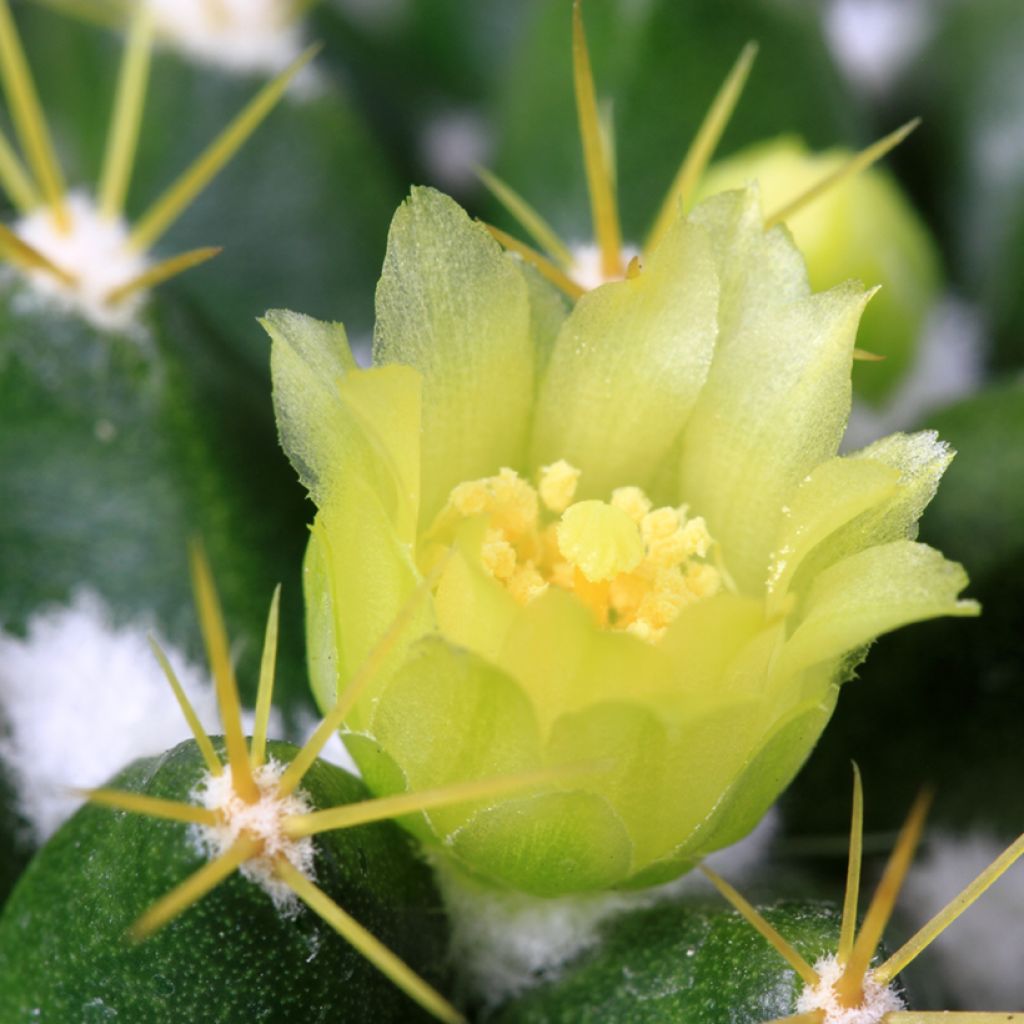 Syyläkaktus - Mammillaria marksiana