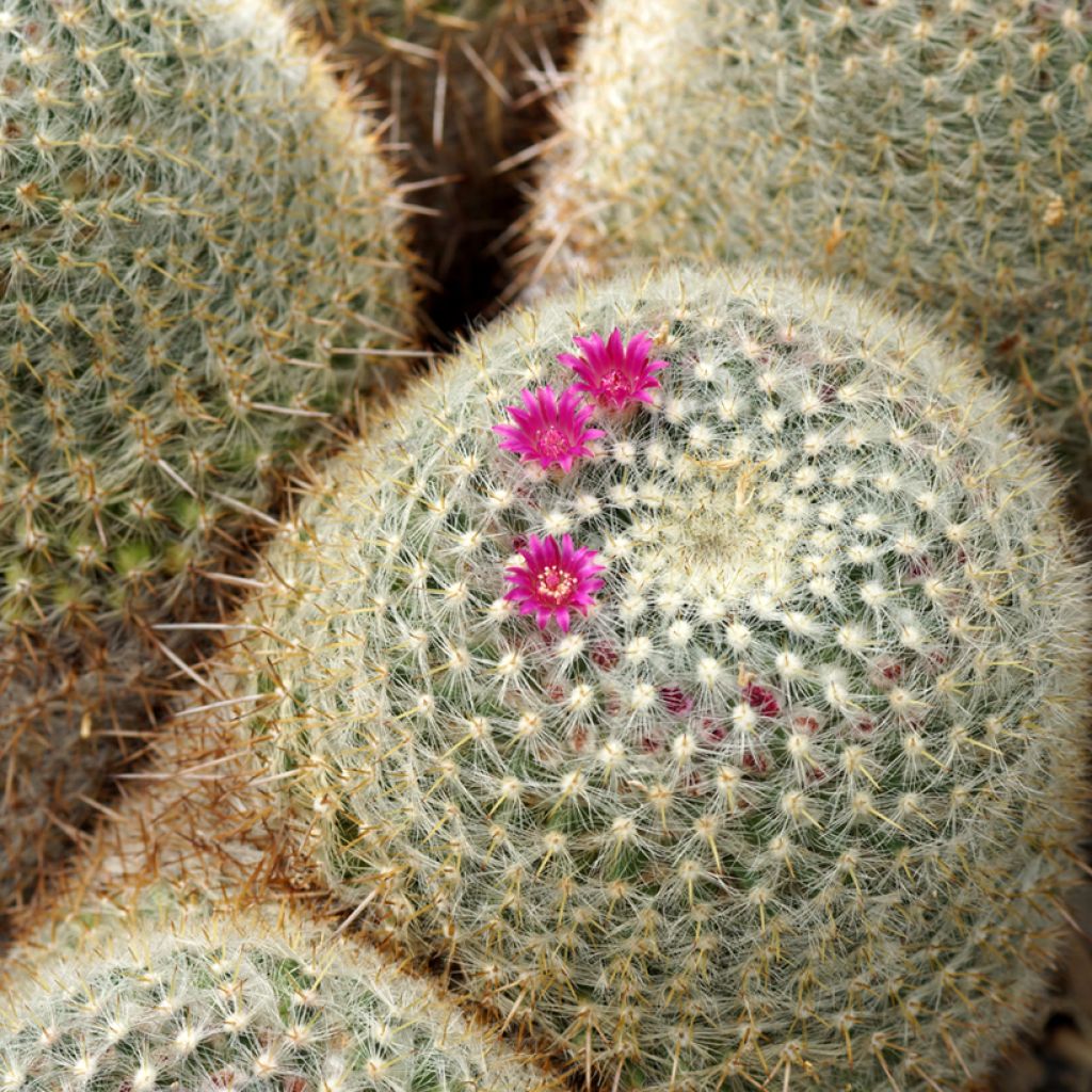 Syyläkaktus - Mammillaria muehlenpfordtii