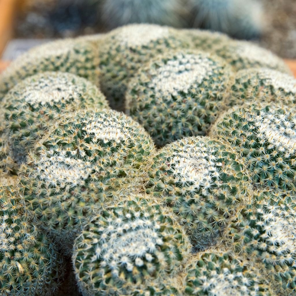 Syyläkaktus - Mammillaria muehlenpfordtii