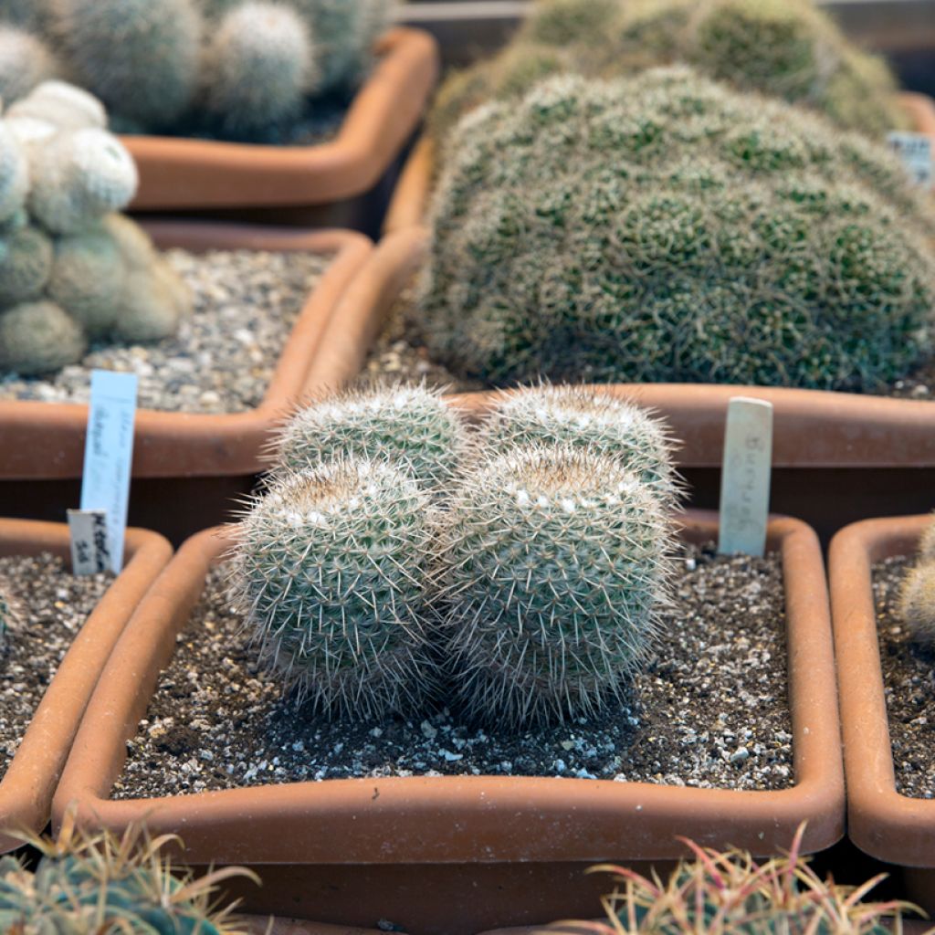 Syyläkaktus - Mammillaria muehlenpfordtii