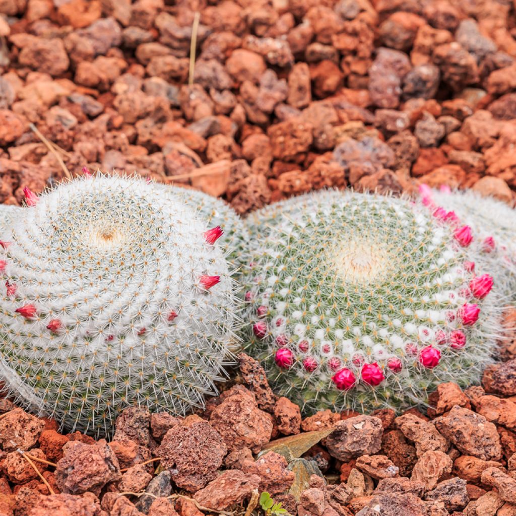 Syyläkaktus - Mammillaria muehlenpfordtii