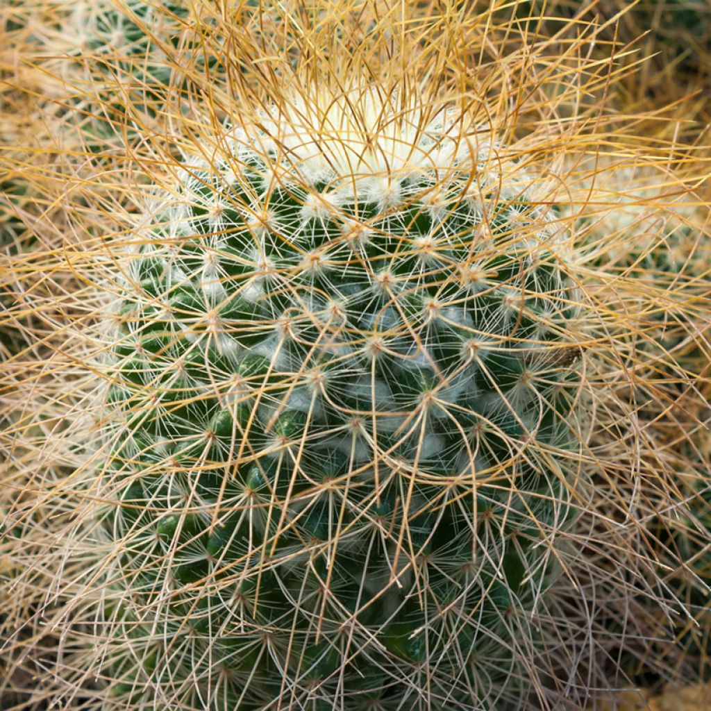 Syyläkaktus - Mammillaria rhodantha subsp. pringlei
