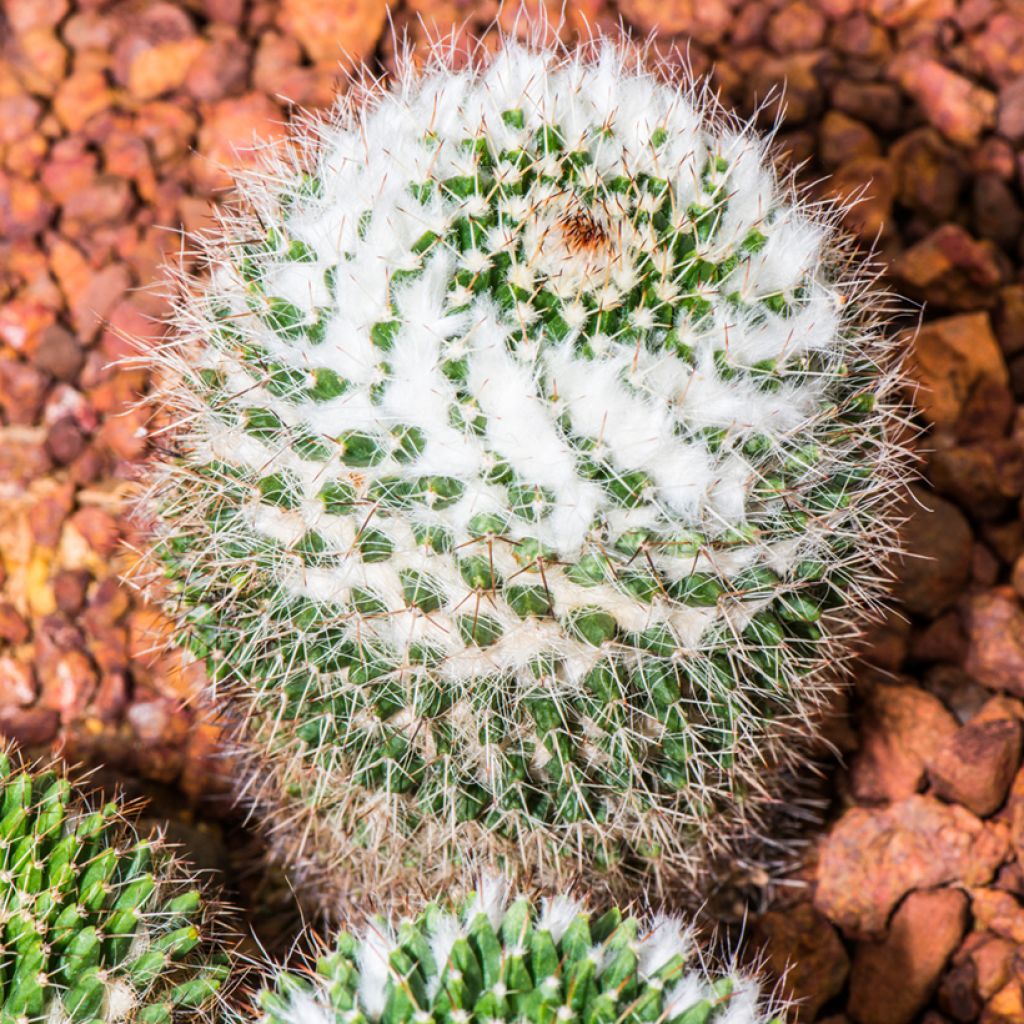 Syyläkaktus - Mammillaria rhodantha subsp. pringlei
